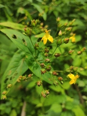 Hypericum sampsonii