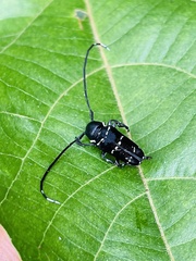 Nyctopais mysteriosus