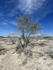 Vachellia californica