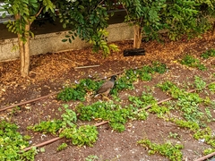 Acridotheres tristis