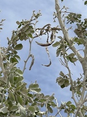 Vachellia californica