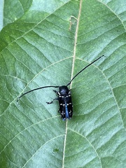 Nyctopais mysteriosus