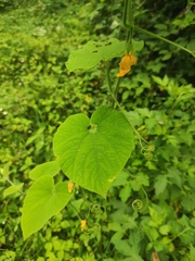 Thladiantha nudiflora
