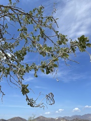 Vachellia californica