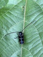 Nyctopais mysteriosus