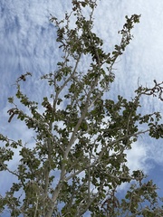 Vachellia californica