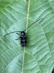 Nyctopais mysteriosus