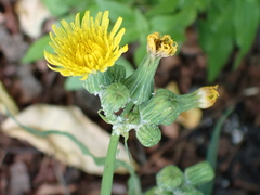 Sonchus oleraceus