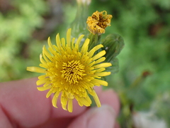 Sonchus oleraceus