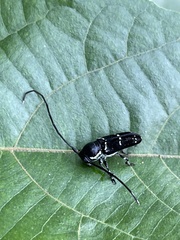 Nyctopais mysteriosus