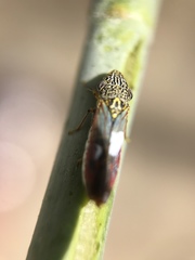 Homalodisca liturata