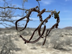 Vachellia californica californica