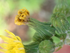 Sonchus oleraceus