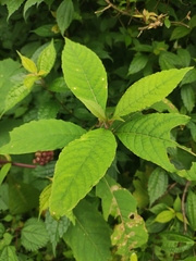 Callicarpa bodinieri