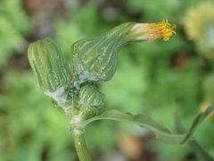 Sonchus oleraceus