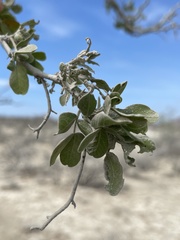 Vachellia californica californica