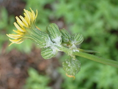 Sonchus oleraceus