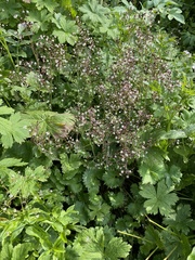 Micranthes nelsoniana aestivalis