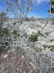Vachellia californica californica