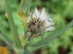 Sonchus oleraceus