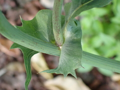 Sonchus oleraceus