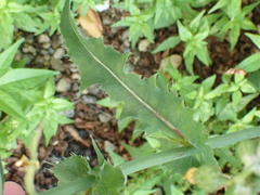 Sonchus oleraceus