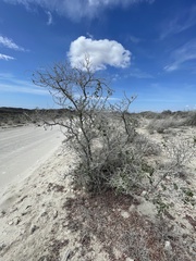 Vachellia californica californica