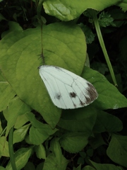 Pieris latouchei