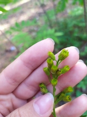 Solidago virgaurea