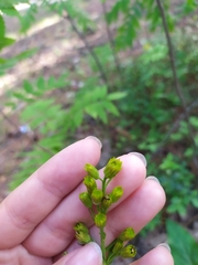 Solidago virgaurea