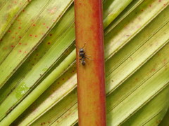Procryptocerus
