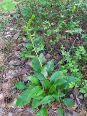 Solidago virgaurea