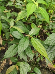 Oreocnide frutescens