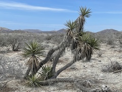 Yucca capensis