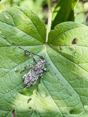 Lasiopezus variegator