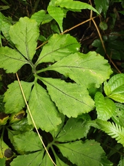 Gynostemma pentaphyllum