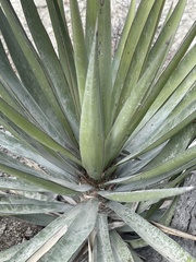 Yucca capensis