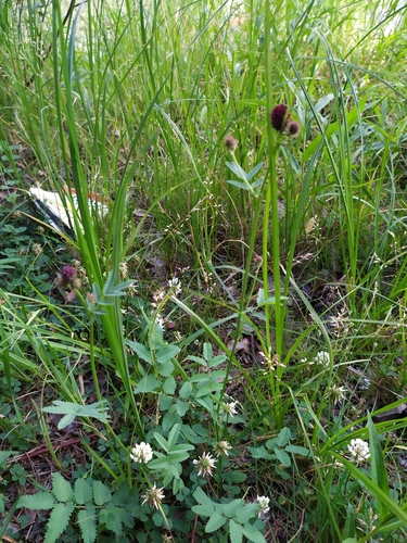 Sanguisorba officinalis