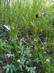 Sanguisorba officinalis