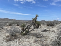 Yucca capensis