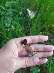 Sanguisorba officinalis
