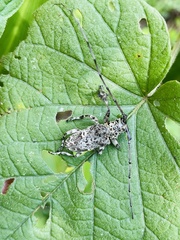 Lasiopezus variegator