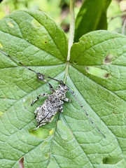Lasiopezus variegator