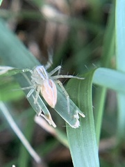 Oxyopes salticus