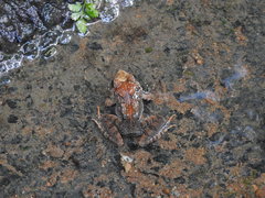 Limnonectes malesianus