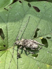 Lasiopezus variegator