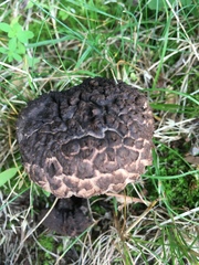 Strobilomyces strobilaceus