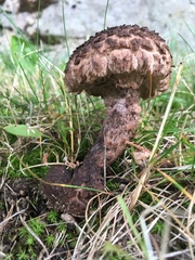 Strobilomyces strobilaceus