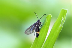 Psichotoe duvaucelii