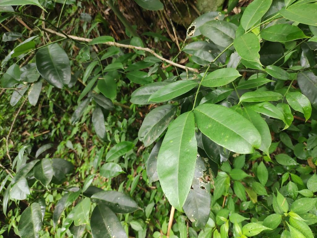 Zanthoxylum laetum (Zanthoxylum laetum)